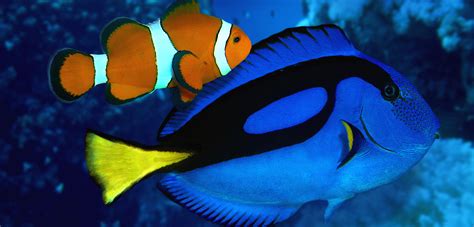 Is Dory a blue tang fish?