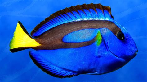 Is Dory a butterfly fish?