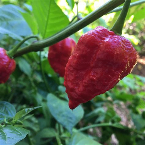 Is Dragon's Breath pepper real?