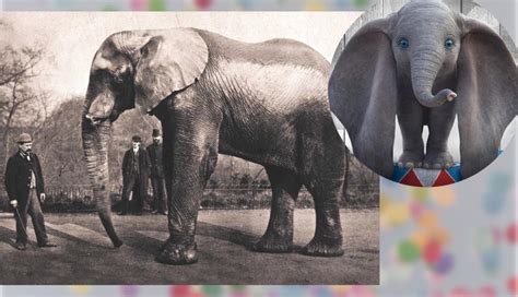 Is Dumbo a real name?