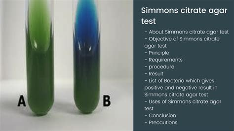 Is E. coli positive for citrate?