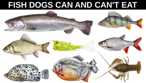 Is Fish harmful for dogs?