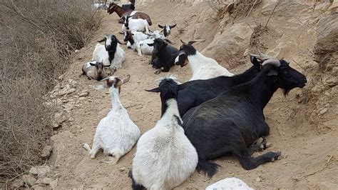 Is GOAT based in China?