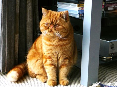 Is Garfield a real cat?