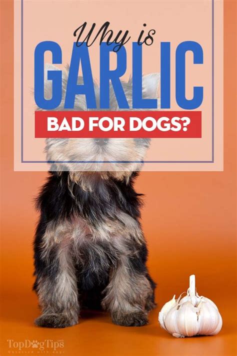 Is Garlic bad for a dog?