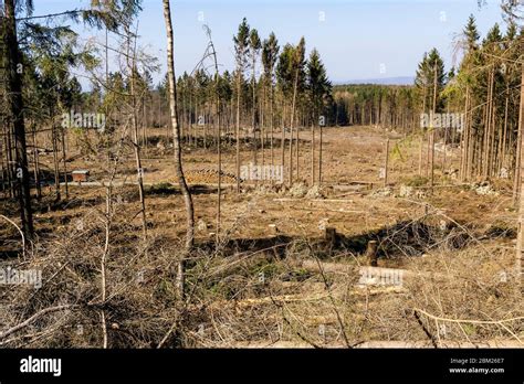 Is Germany a deforestation?