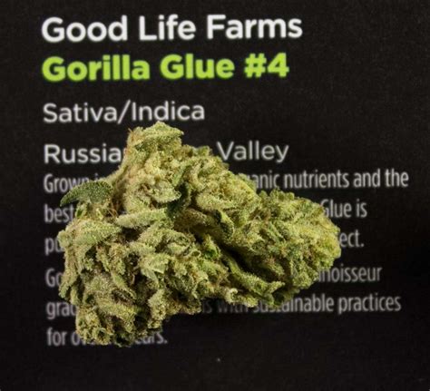 Is Gorilla Glue a creeper?