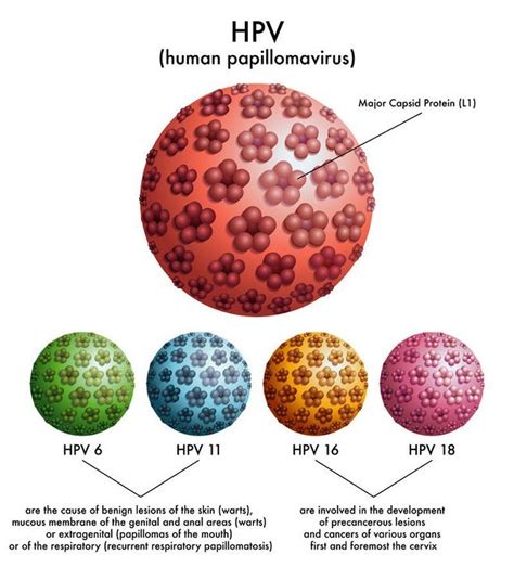 Is HPV 6 common?