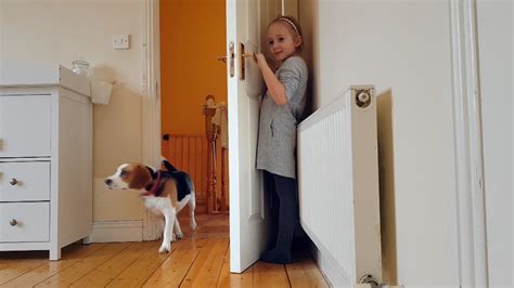 Is Hide and Seek fun for dogs?