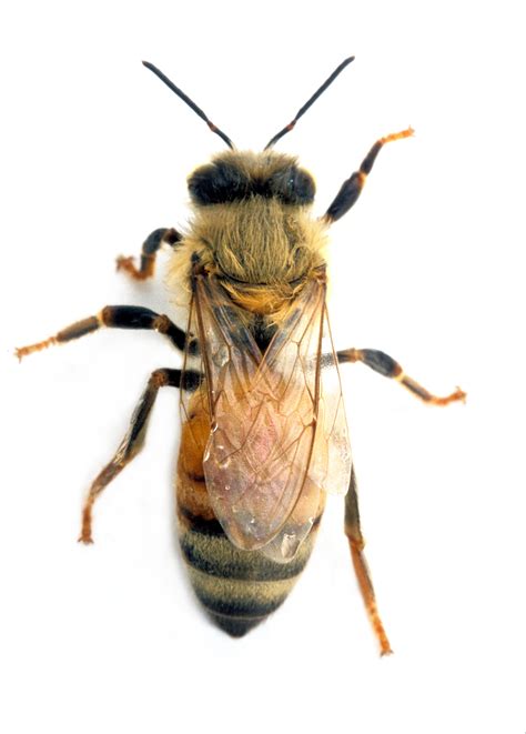 Is Honeybee a female?