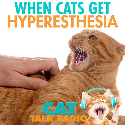 Is Hyperesthesia in cats painful?