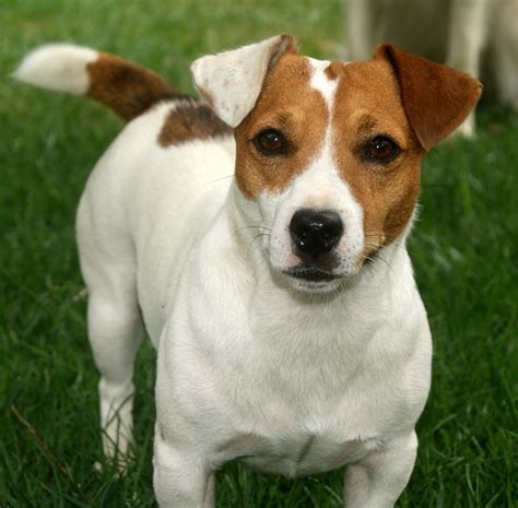 Is Jack Russell a proper noun?