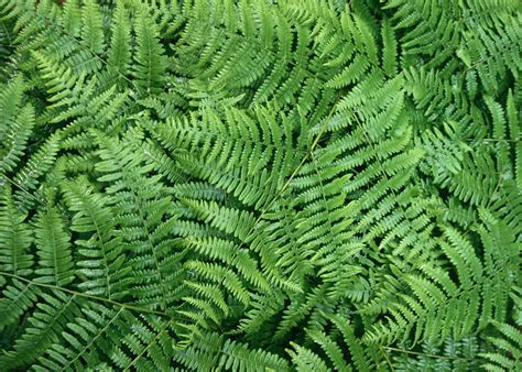 Is Lady Fern toxic to dogs?