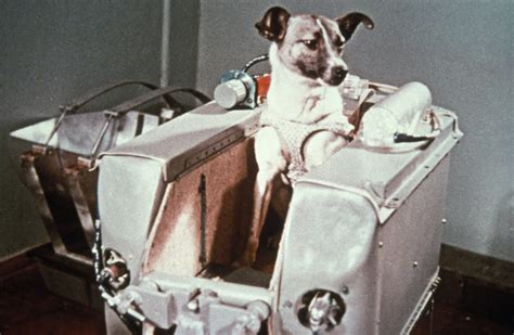 Is Laika dog still in space?