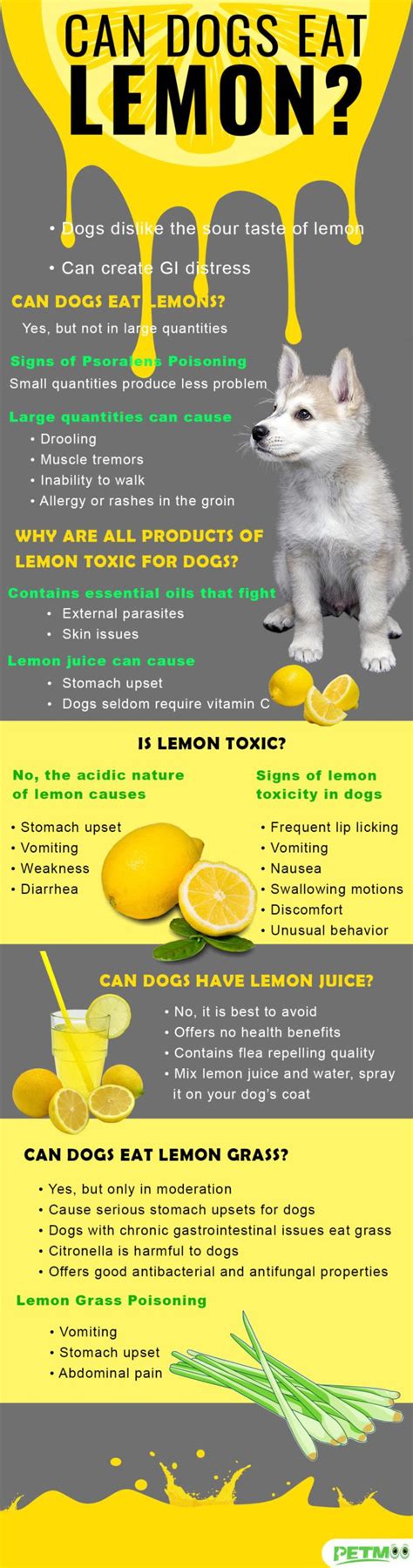 Is Lemon bad for dogs?