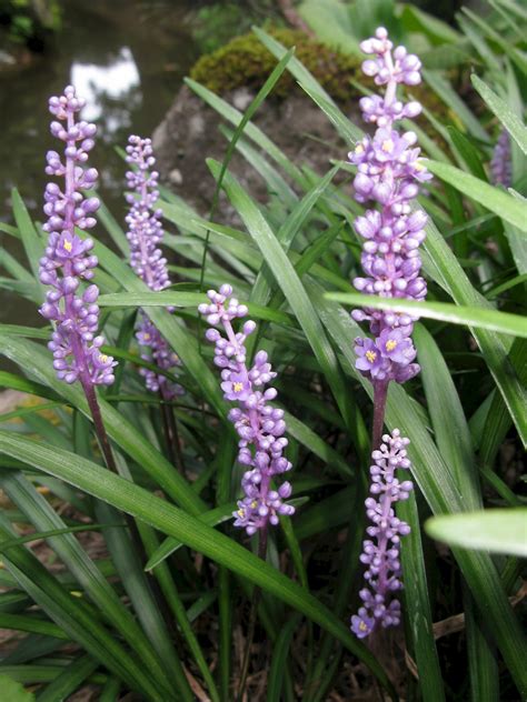 Is Liriope native to Florida?