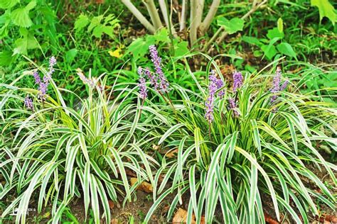 Is Liriope the same as spider plant?