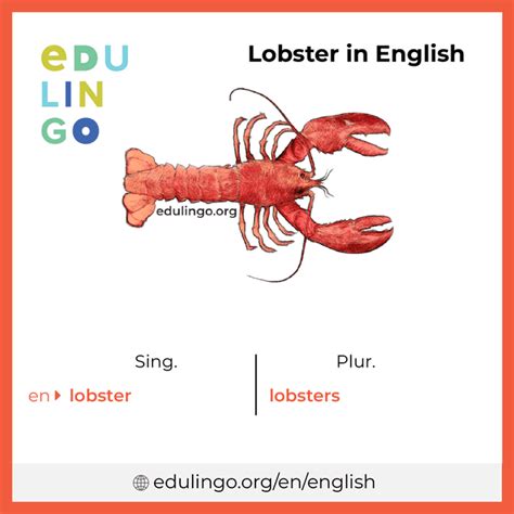 Is Lobster plural?