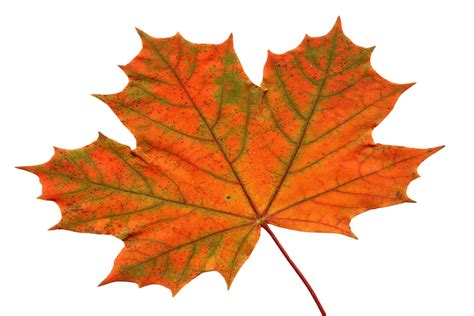 Is Maple the national flower of Canada?