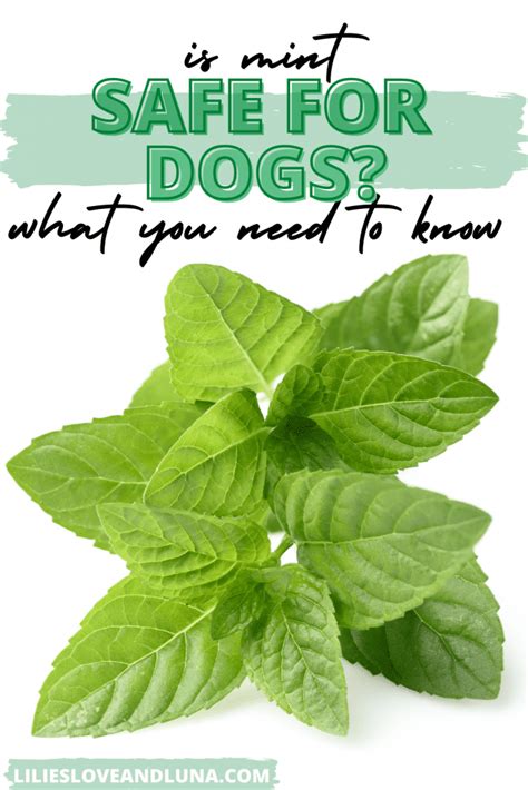 Is Mint safe for dogs?