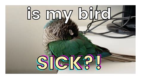 Is My bird sick or tired?