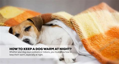 Is My dog warm enough at night?