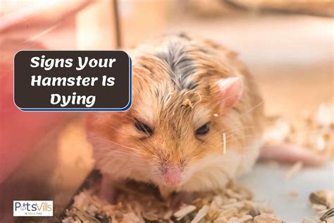 Is My hamster Dying or just Hibernate?