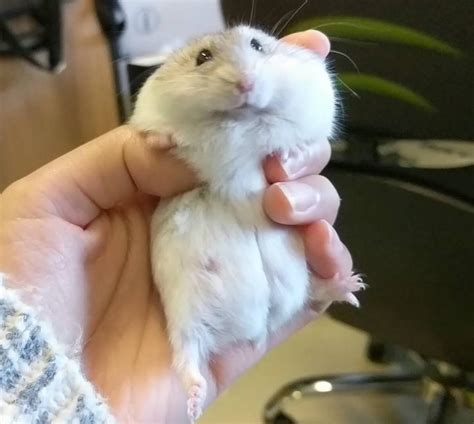 Is My hamster Fat or pregnant?