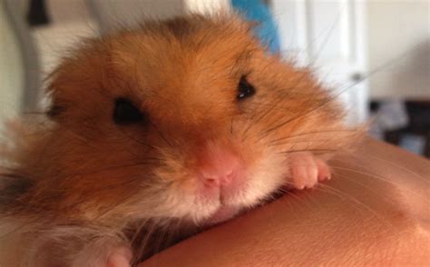 Is My hamster in pain?