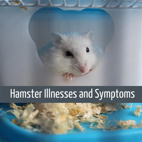 Is My hamster sick or tired?