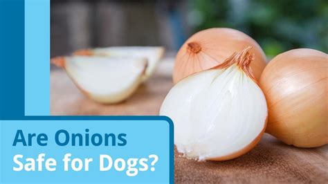 Is Onion OK for dogs?