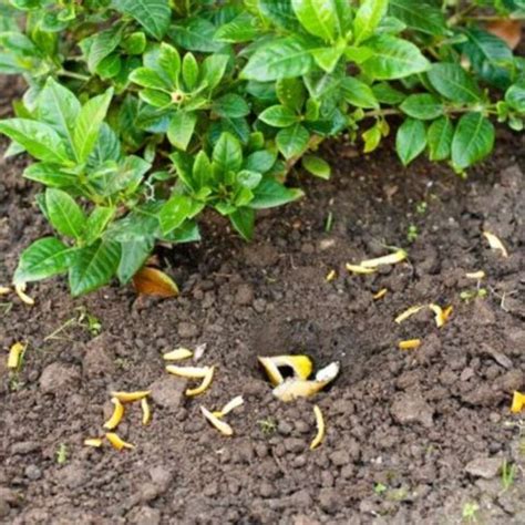 Is Orange Peel bad for soil?