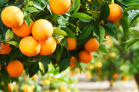 Is Orange a crop?