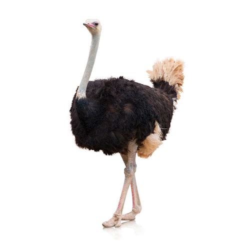 Is Ostrich plural?