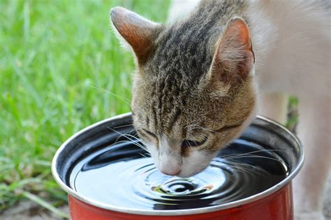 Is PET safe to drink from?