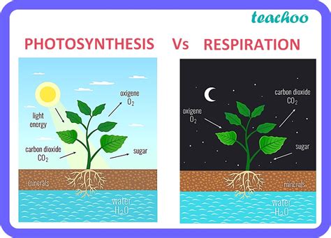 Is Photosynthesis is reversible?