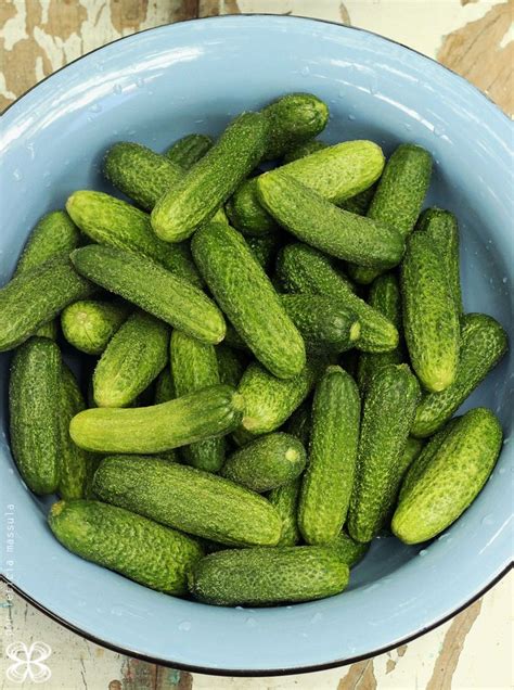 Is Pickle a pepino?