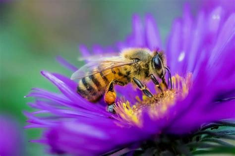 Is Project Honey Bees real?