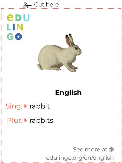Is Rabbit plural?