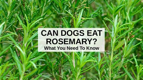 Is Rosemary bad for dogs?