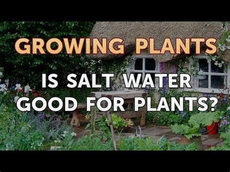 Is Salt Water good for your plants?