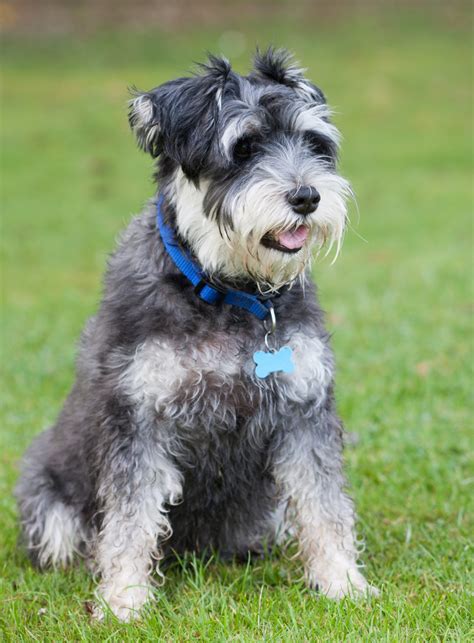 Is Schnauzer a beginner dog?