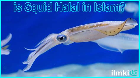 Is Squid halal in Islam?