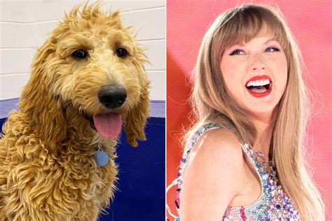 Is Taylor Swift a dog person?