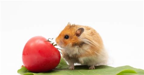 Is Tomato bad for hamsters?