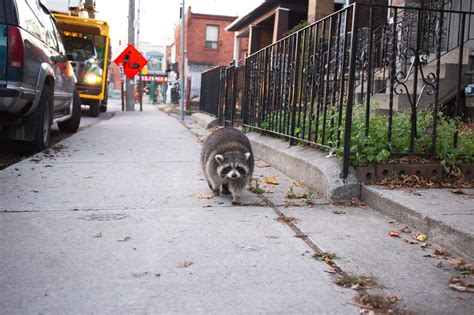 Is Toronto a Raccoon city?