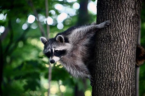 Is Toronto known for raccoons?