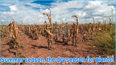 Is Toronto summer dry?