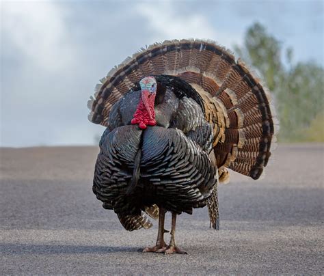 Is Turkey as big as California?