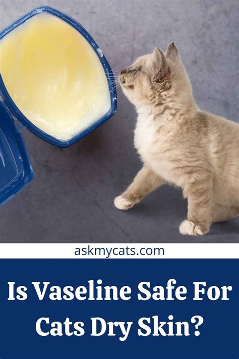 Is Vaseline good for cat?